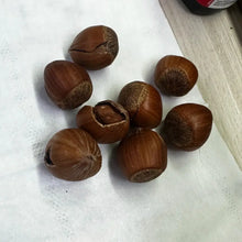 Hazelnut Seeds