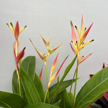 Heliconia Wagneriana Seeds