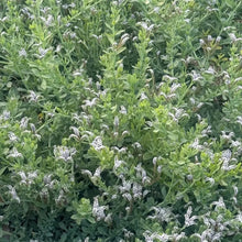 Heliotrope Flower Seeds Marine Blooms