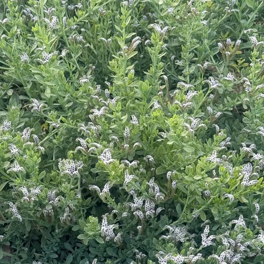 Heliotrope Flower Seeds Marine Blooms