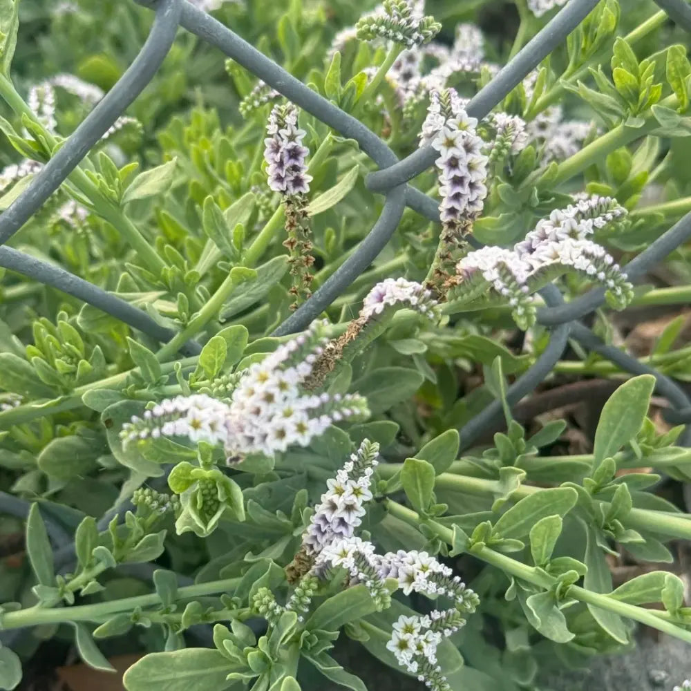Heliotrope Flower Seeds Marine Blooms