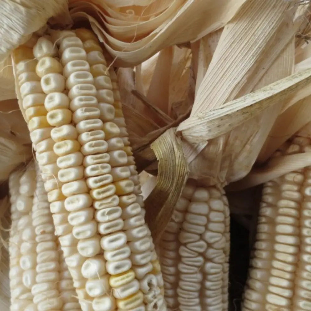 Hickory King Corn Seeds