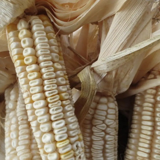 Hickory King Corn Seeds