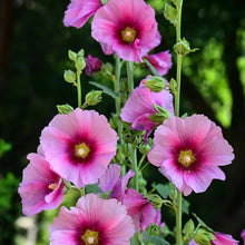 Hollyhock Lilac Rose Seeds