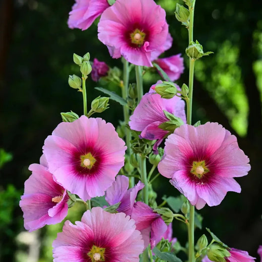 Hollyhock Lilac Rose Seeds