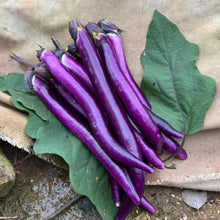 Hybrid Eggplant Seeds