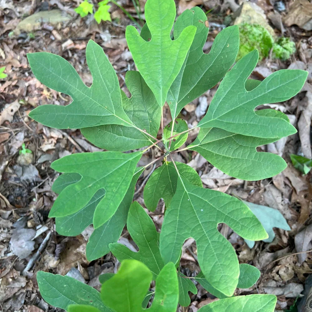 Sassafras Tree Seeds