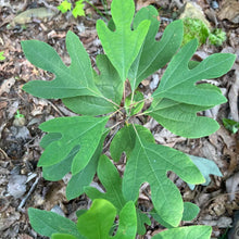 Sassafras Tree Seeds