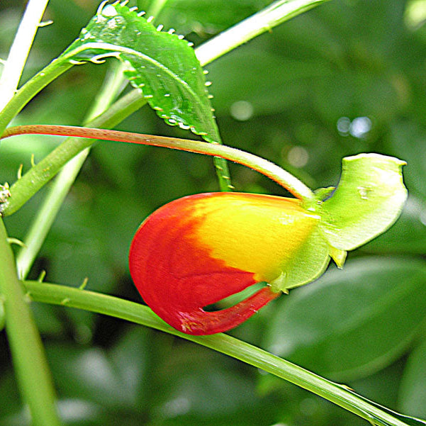 Yellow Jewelweed Plant Seeds up to 50%