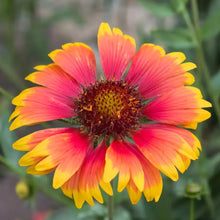 Indian Blanket Seeds