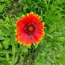 Indian Blanket Seeds