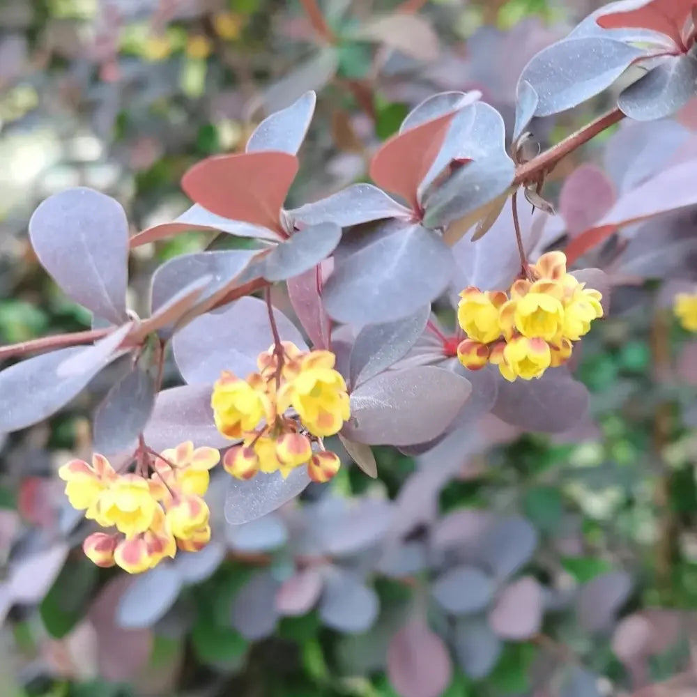 Japanese Barberry Seeds