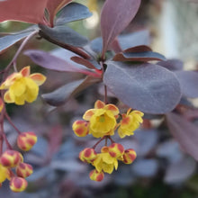 Japanese Barberry Seeds