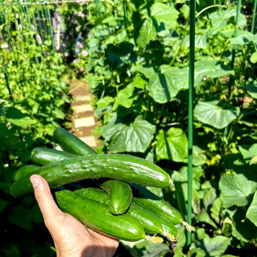 Japanese Long Cucumber Seeds