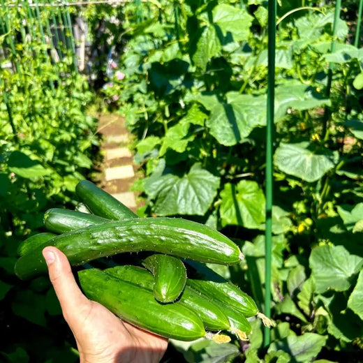 Japanese Long Cucumber Seeds