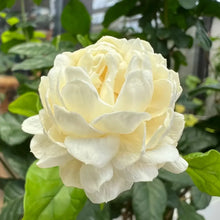 Jasmine Sambac Flower Seeds