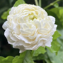 Jasmine Sambac Flower Seeds