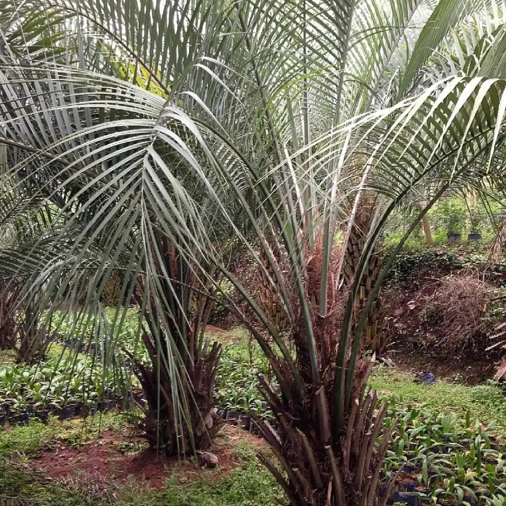 Jelly Palm Seeds