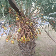 Jelly Palm Seeds