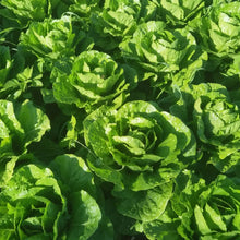 Jericho Lettuce Seeds