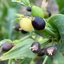Jobs Tears Seeds