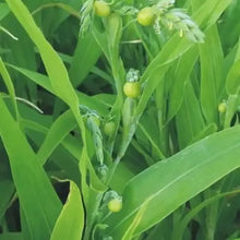 Jobs Tears Seeds