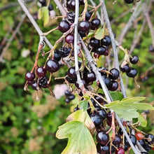 Jostaberry Seeds