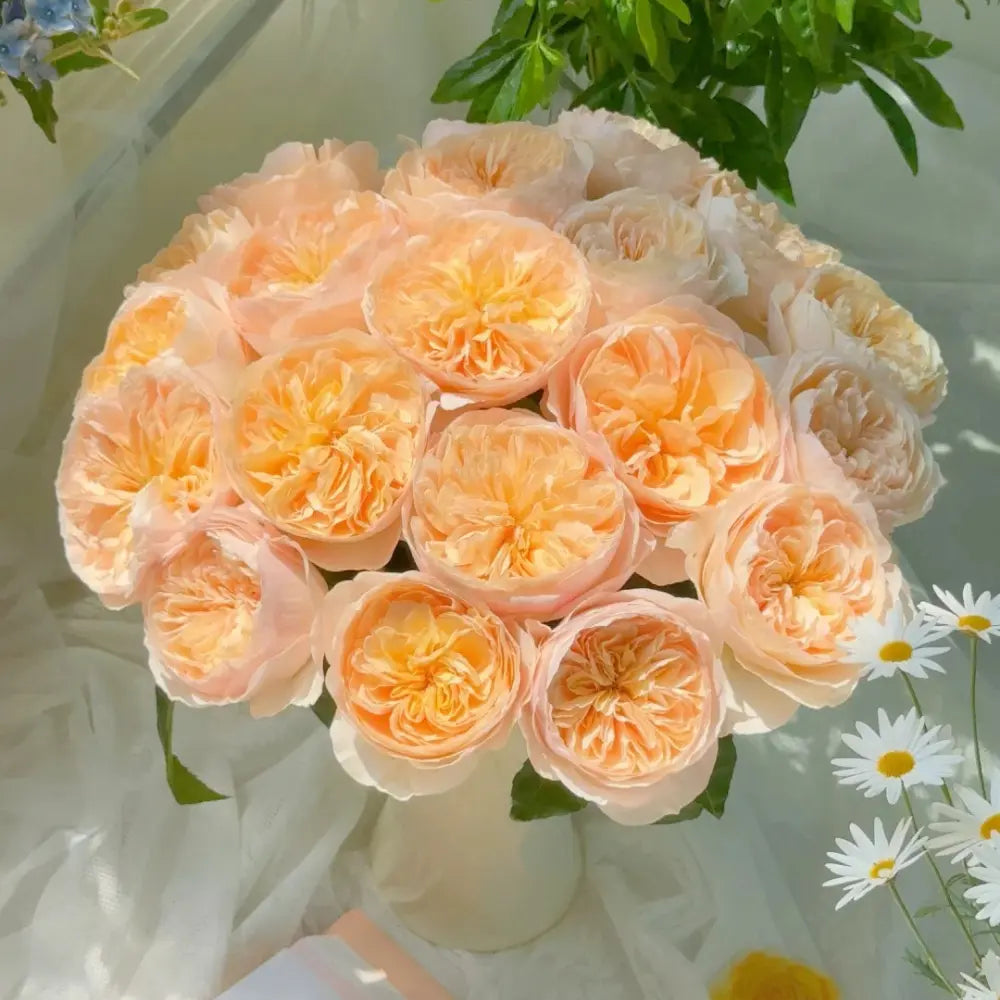 Juliet Rose Seeds