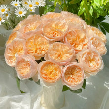 Juliet Rose Seeds