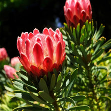 King Protea Seeds