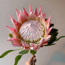 King Protea Seeds