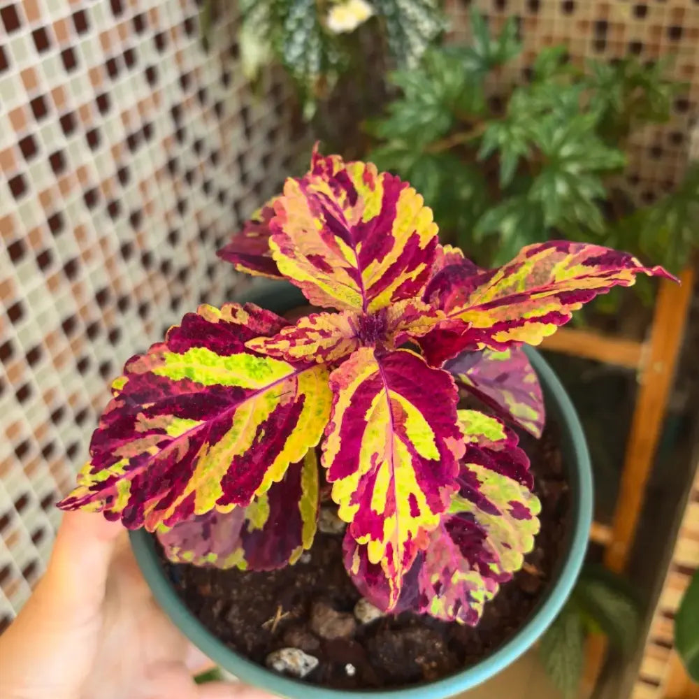 Kong Coleus Seeds - Rose