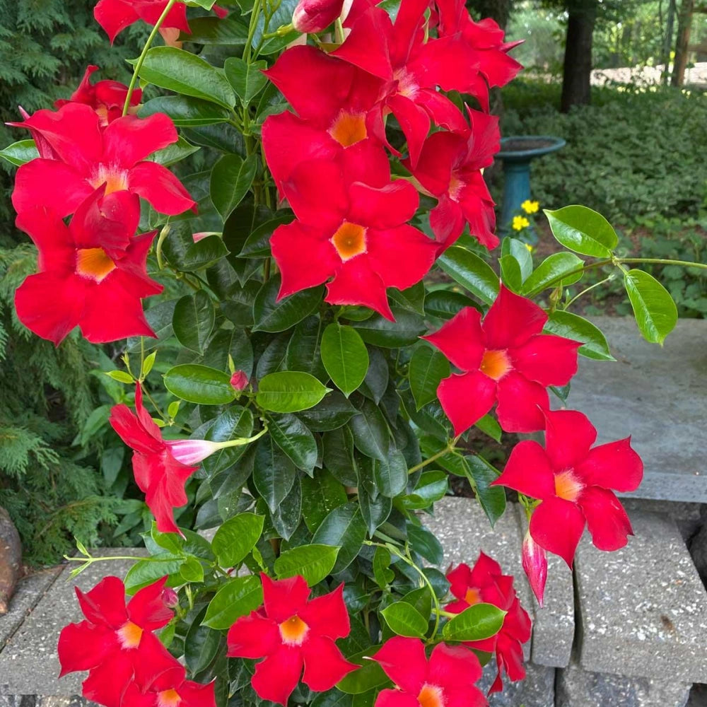 Mandevilla Sanderi Flower Seeds