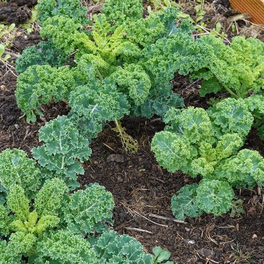 Curly Kale Heirloom Seeds