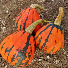 Lakota Squash Seeds