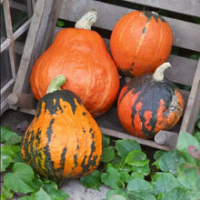 Lakota Squash Seeds
