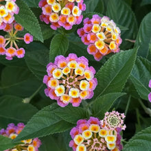 Lantana Camara Flower Seeds