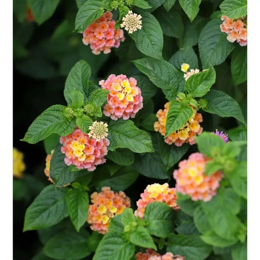 Lantana Camara Flower Seeds