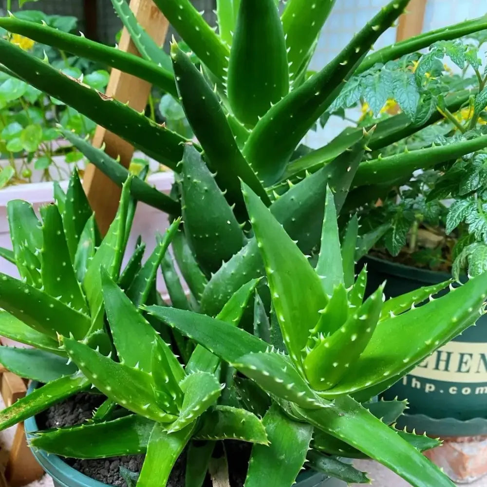 Light Green Aloe Vera Seeds