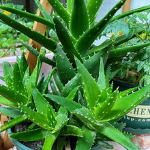 Light Green Aloe Vera Seeds