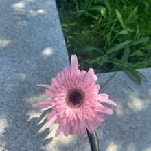 Light Pink Sunflower Seeds