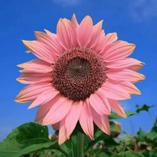 Light Pink Sunflower Seeds