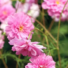 Light Rose Cosmos Seeds