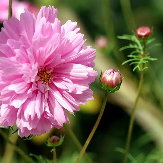 Light Rose Cosmos Seeds