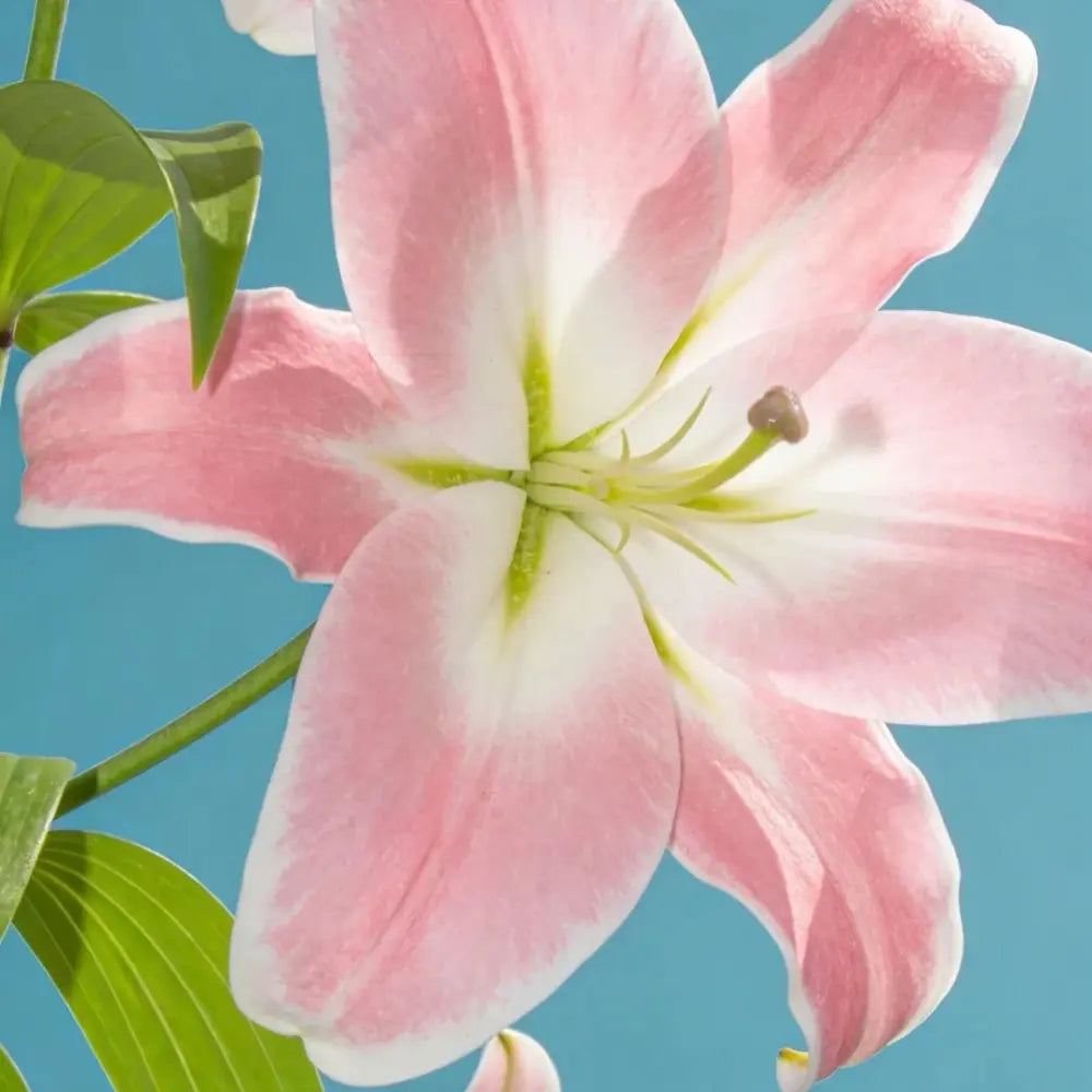 Lilium Seeds - White Pink
