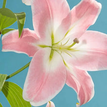 Lilium Seeds - White Pink