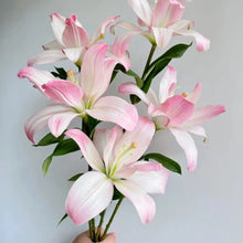 Lilium Seeds - White Pink