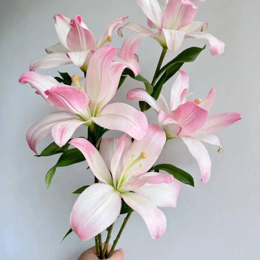 Lilium Seeds - White Pink