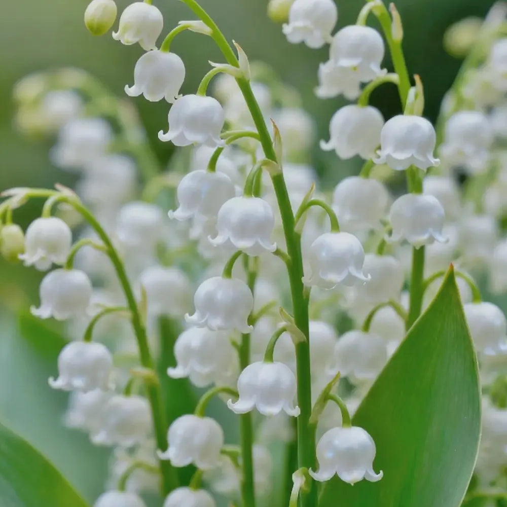 Lily of the Valley Seeds