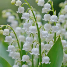 Lily of the Valley Seeds